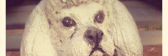 canichedeperon's profile banner image