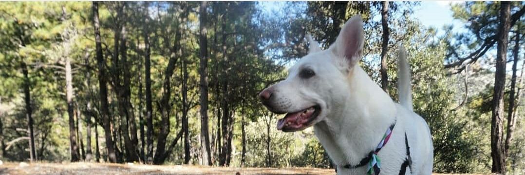 Jennifer Parker banner