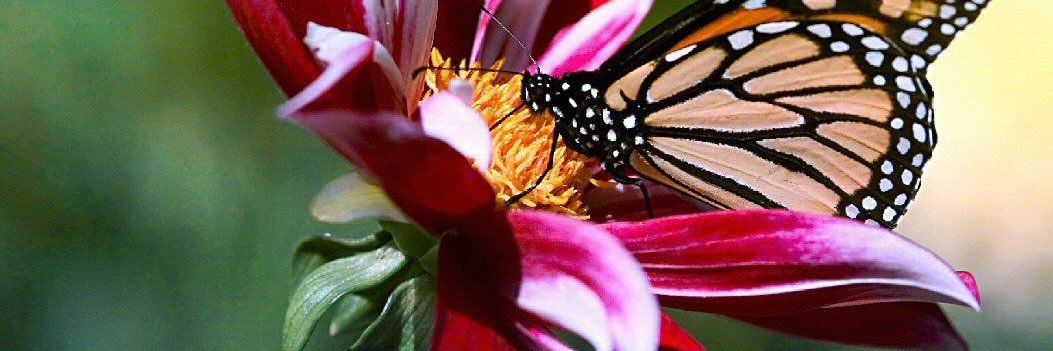 🦋Daisy🦋 banner