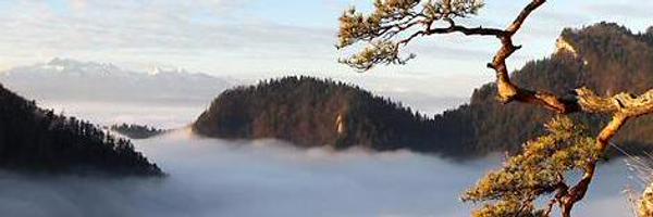 Perlevo Profile Banner