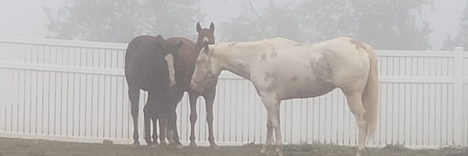 Dragonhors3's profile banner image