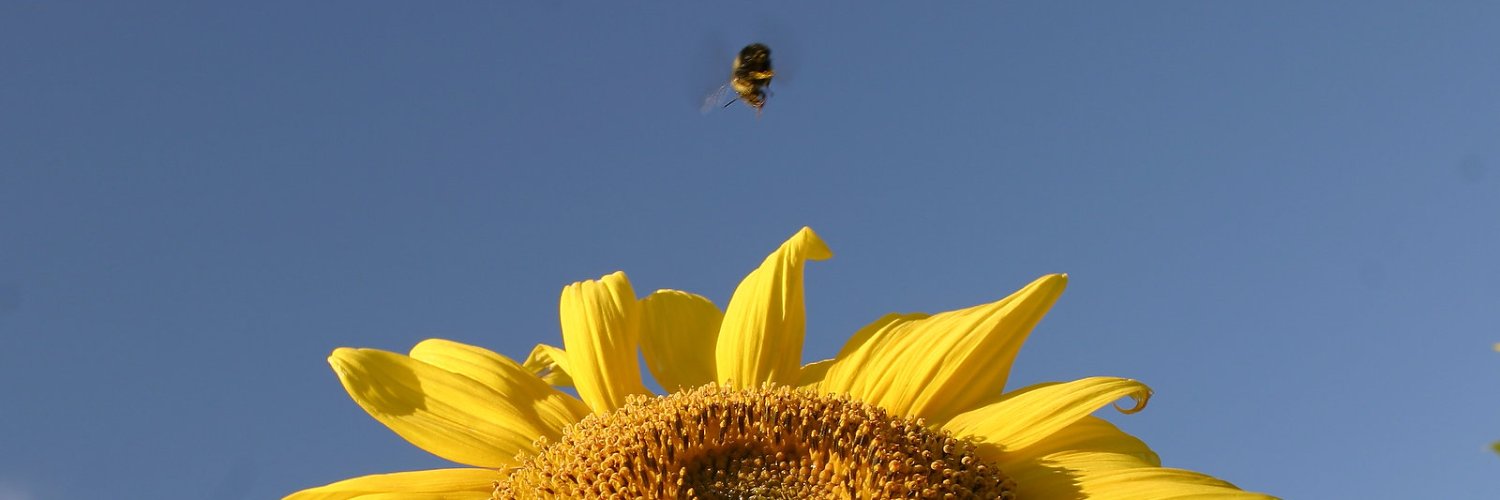Daniel St Louis banner