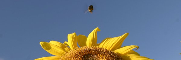 DanielStLouis Profile Banner