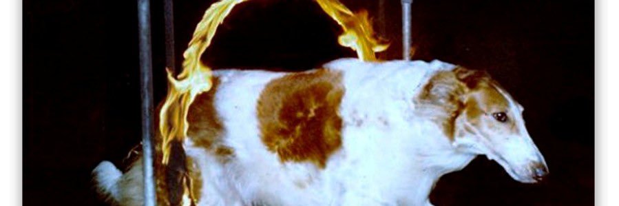 BroFlopp's profile banner image