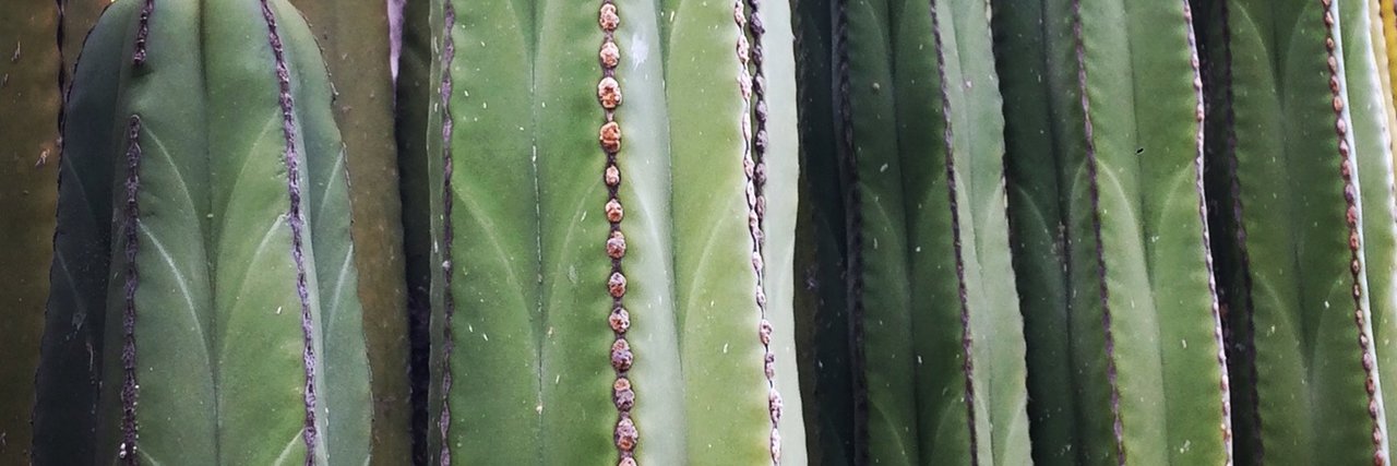 lauren melodia banner