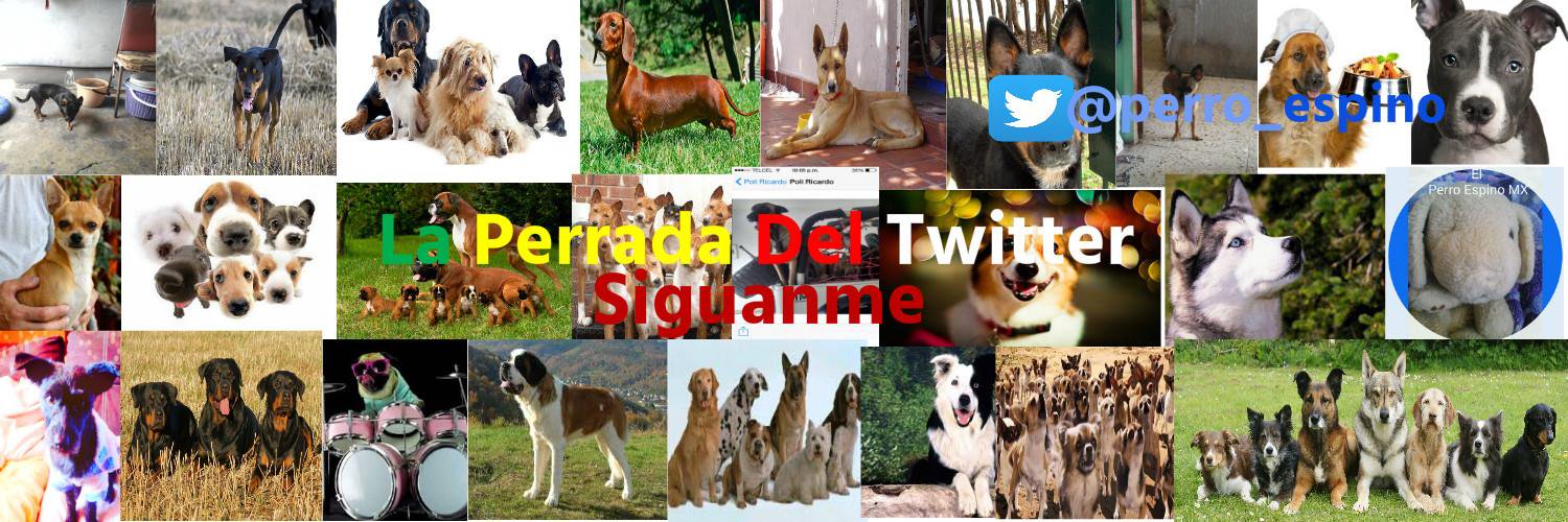 perro_espino's profile banner image