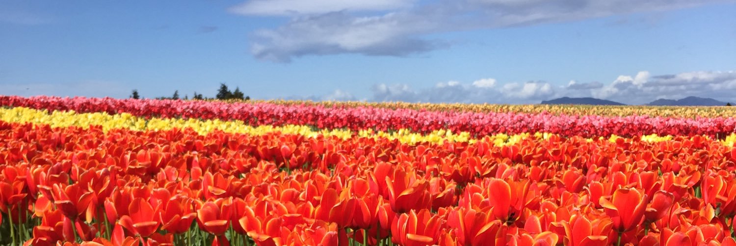 Catherine Lang banner