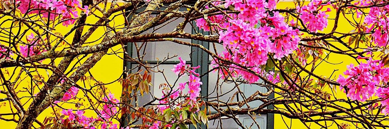 Marisscherer's profile banner image