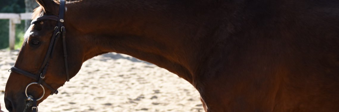 lu_nader's profile banner image