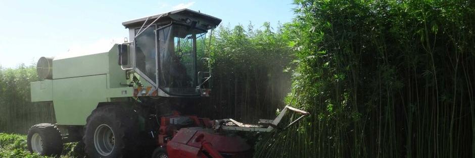 IowaHemp's profile banner image