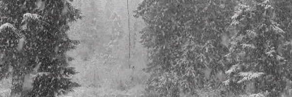 Zyfted Profile Banner