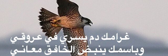 kaa_a_2011's profile banner image