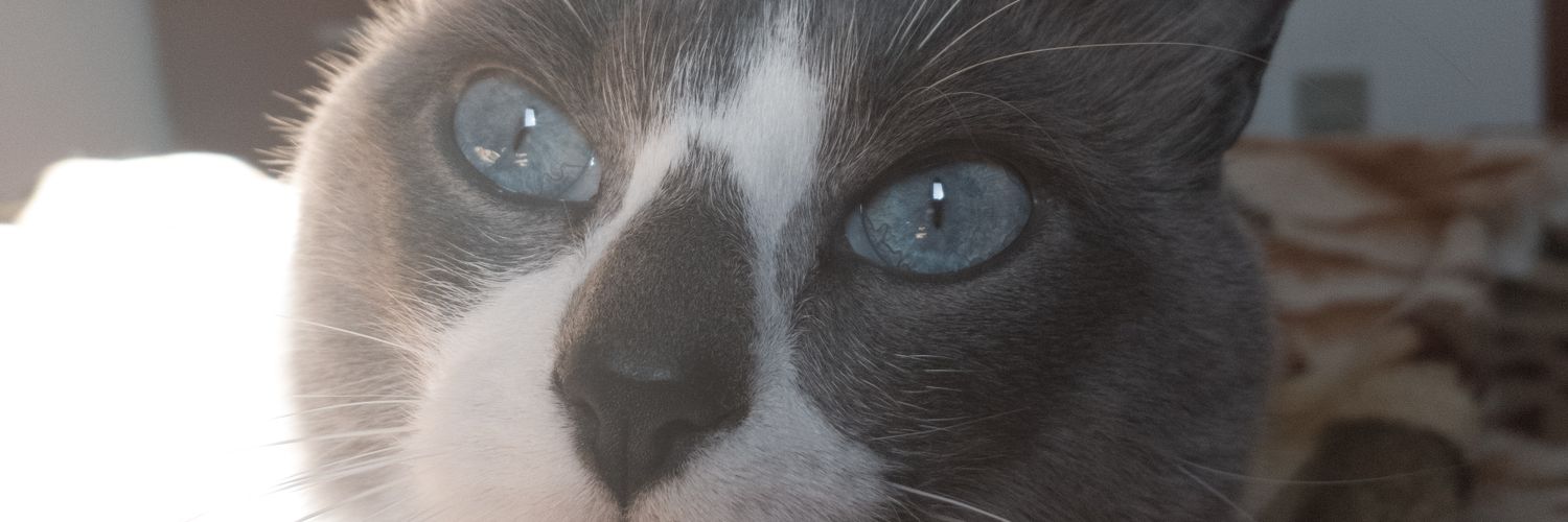 KrystLima's profile banner image