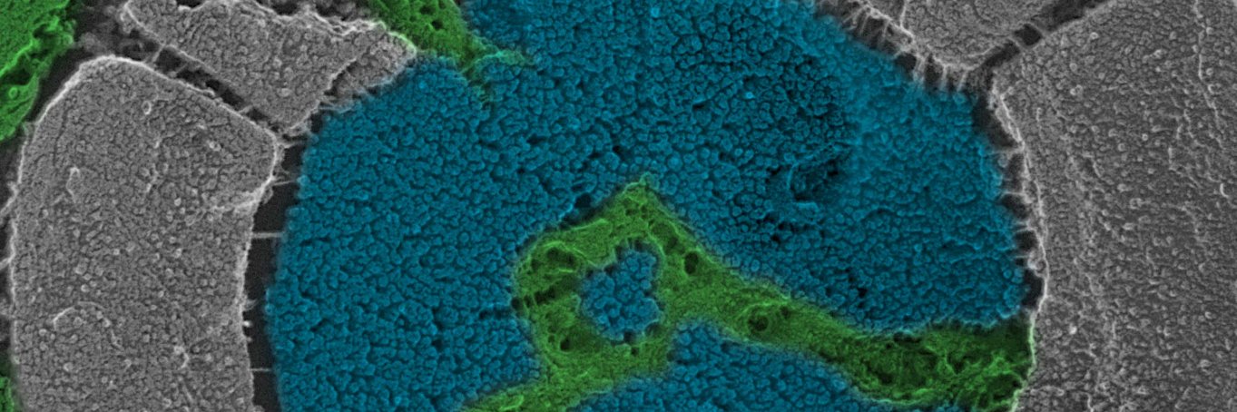 Martin Jonikas banner