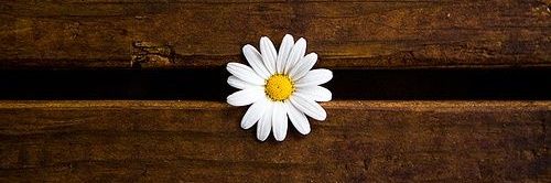 llaianne's profile banner image