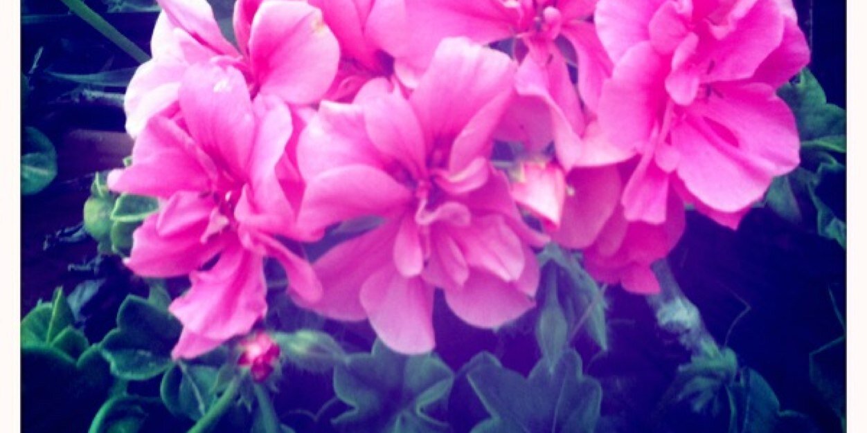 Miss_H_Shaw's profile banner image