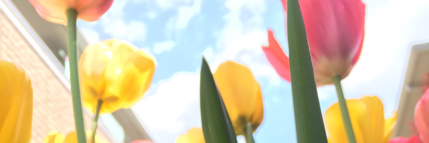 Rui_dec's profile banner image
