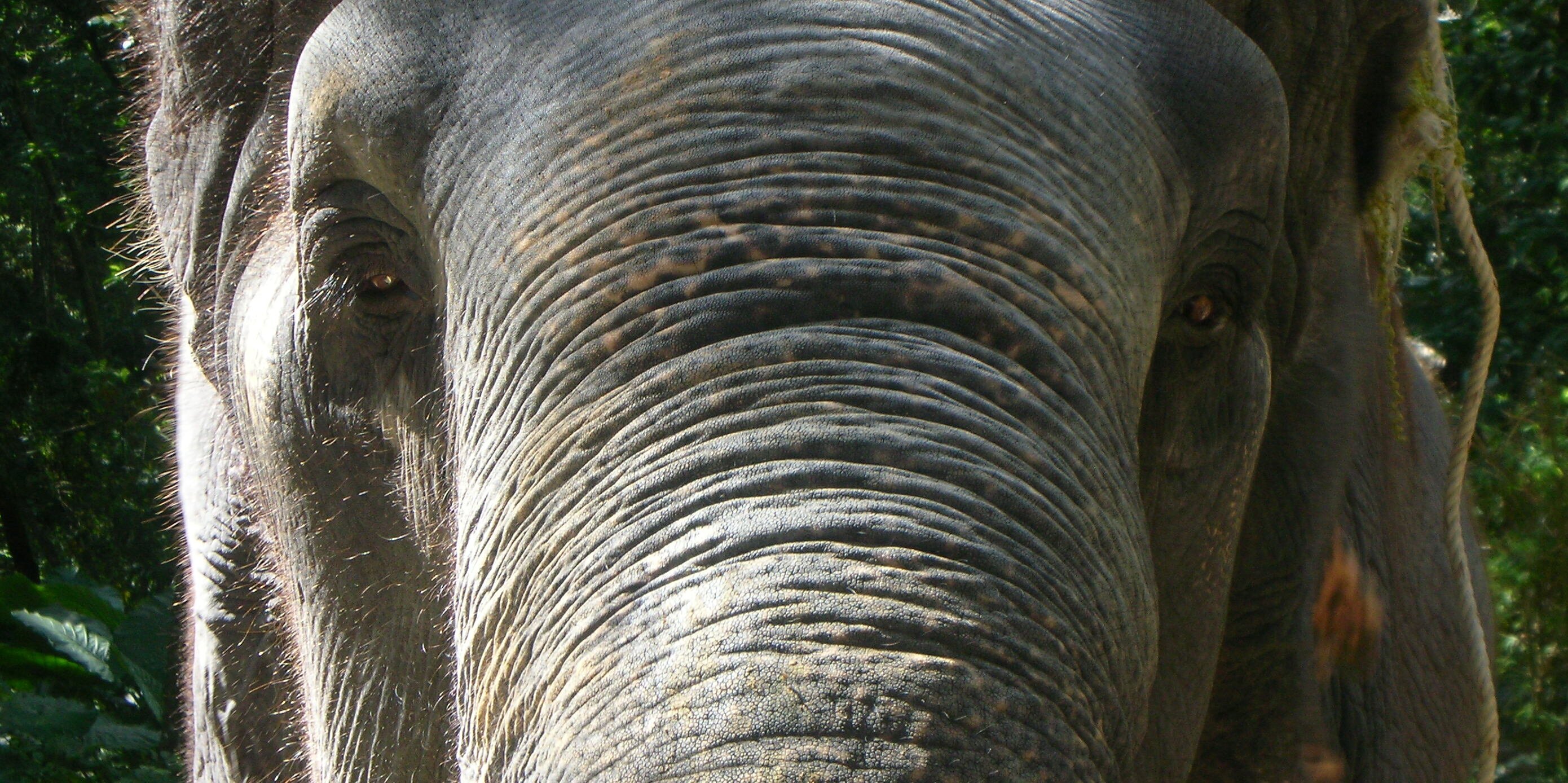 Ivan Pedrazas banner