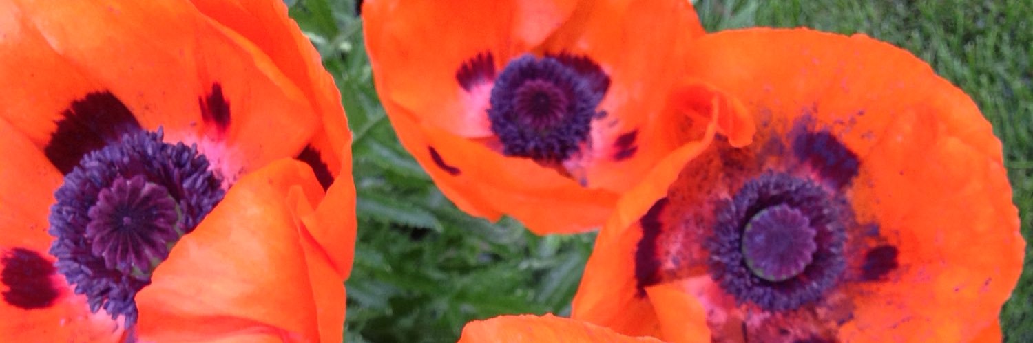 alisapetrisch's profile banner image