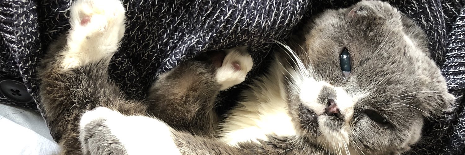 pigbubu3's profile banner image