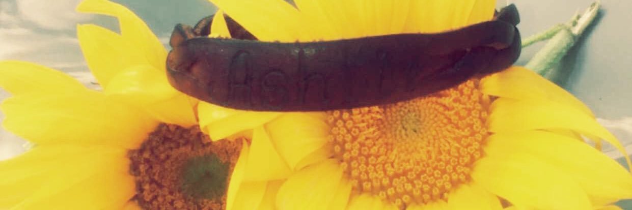 Halie Padgett banner