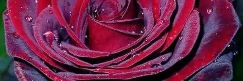 solejpine1's profile banner image