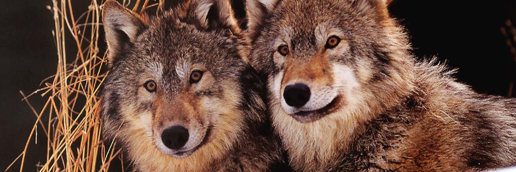 nzmk_wolf's profile banner image