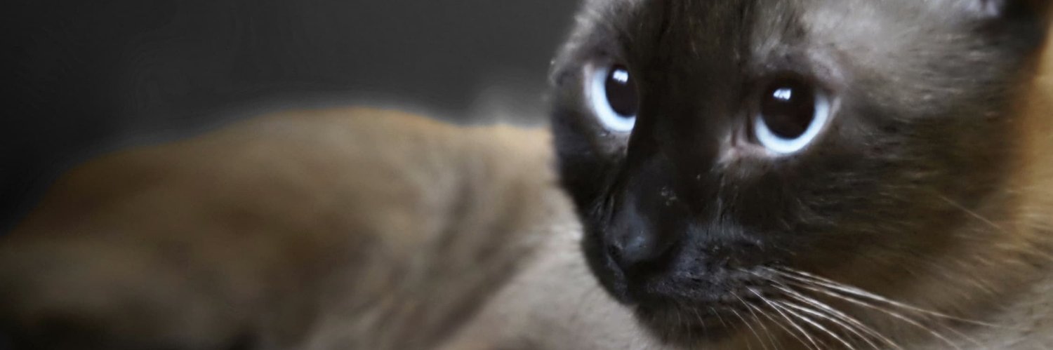 anthony_sbi's profile banner image
