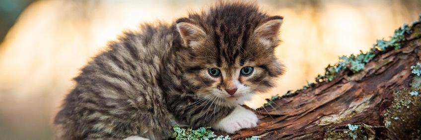 cutecatslost's profile banner image