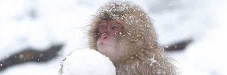 パンくん🐒🐢 banner