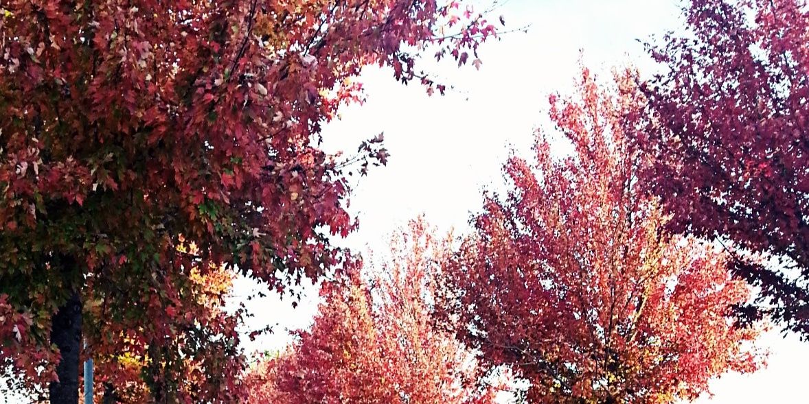 bisbepol's profile banner image