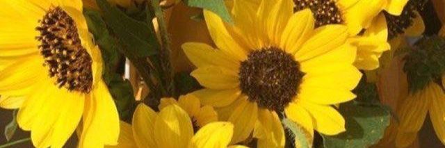 ngo_noo's profile banner image