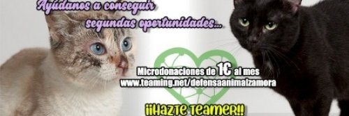 Adopta Daz banner
