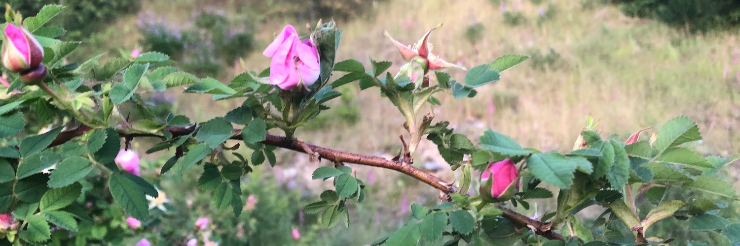 Rielle Capler banner