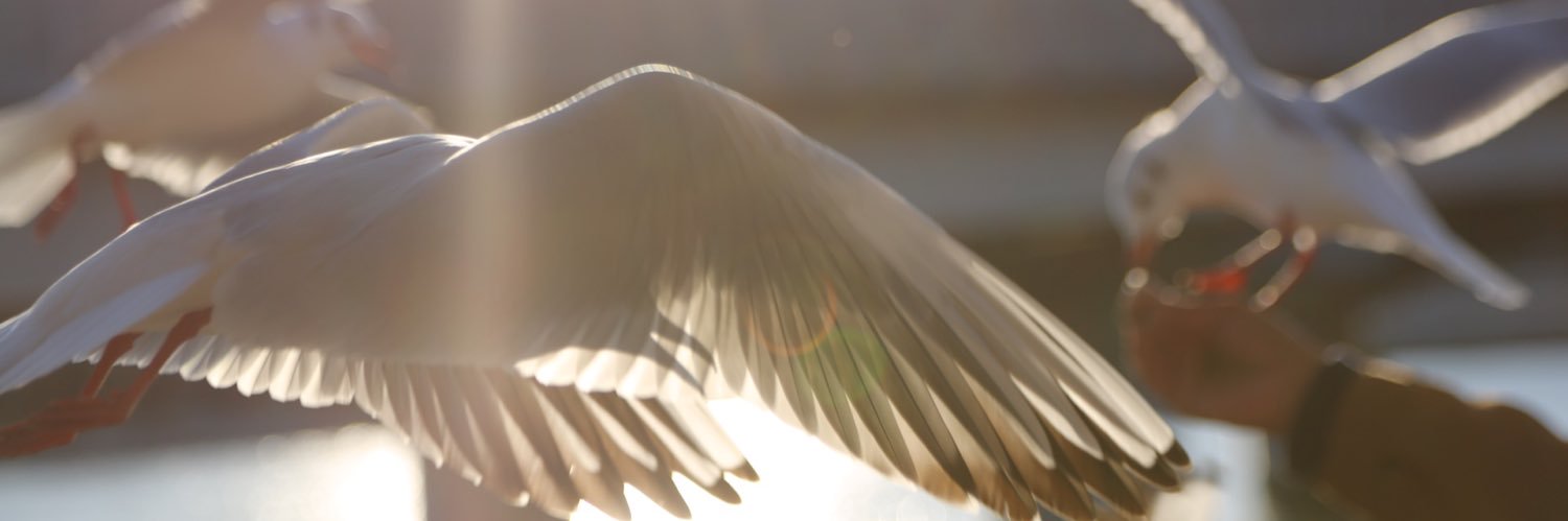 maameerkat's profile banner image