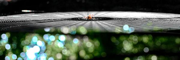 stooni Profile Banner