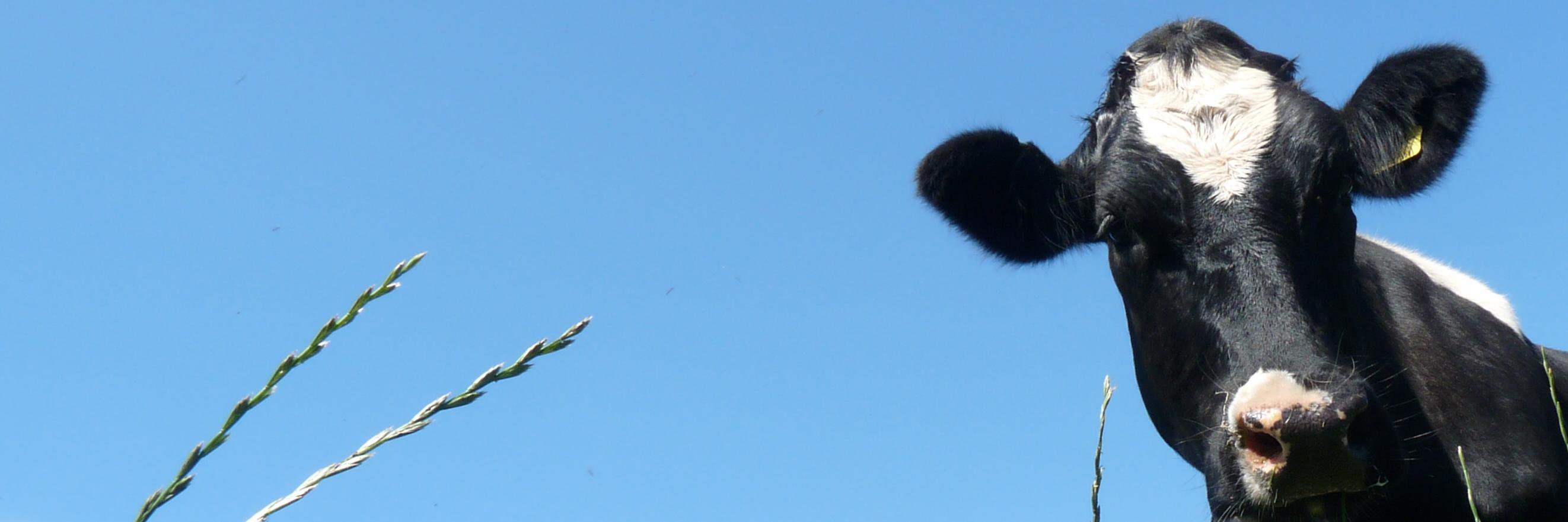 Paragon Farm Vets banner