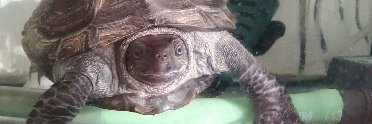 𝕒𝕪𝕒𝕔𝕒𝕫𝕖🐢𓃚🅚🅐🅜🅔𓆝𓆟 banner