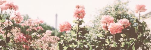 OpulentBlossom's profile banner image