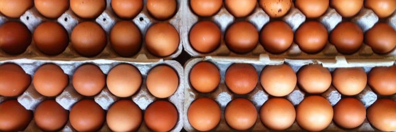 FarmShopBuffalo's profile banner image