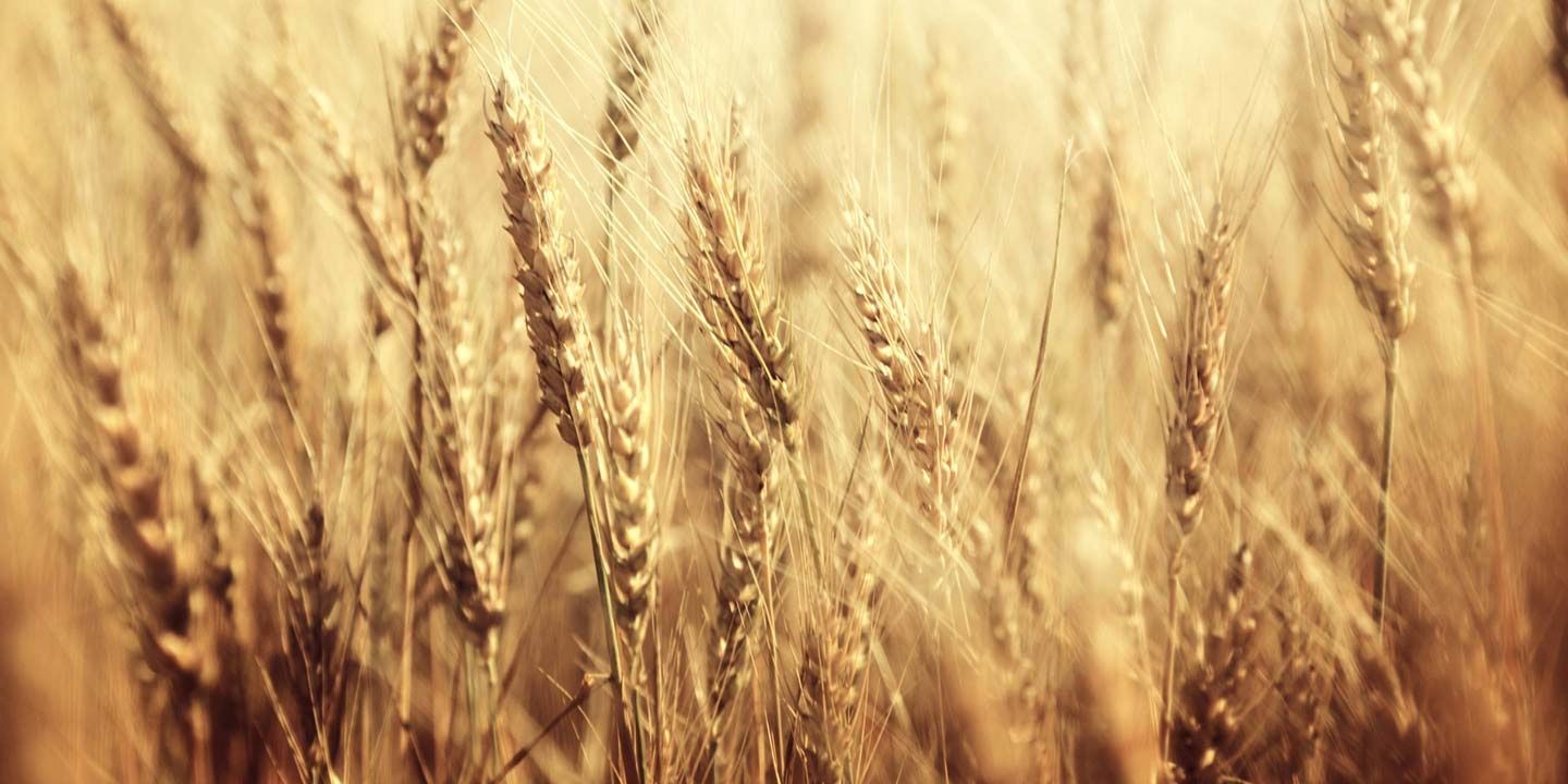 Sony Putranto banner