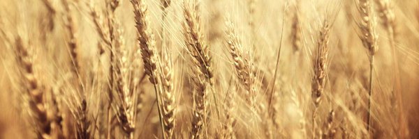 PutrantoSony Profile Banner