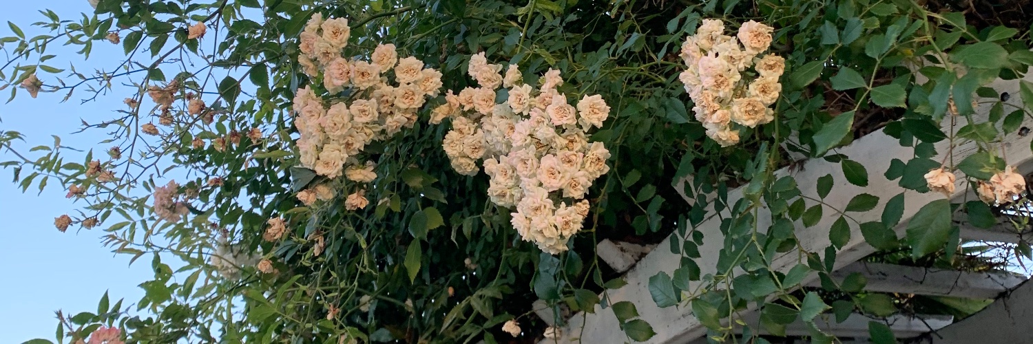 Moraila_nae's profile banner image