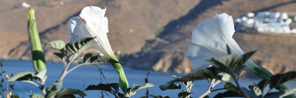 CaroBrothers Profile Banner