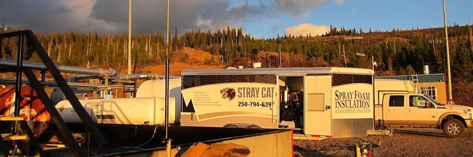 StrayCatInd's profile banner image