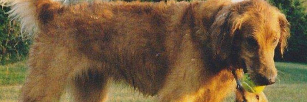 OldLadyInAZ 🌵🇺🇦🇺🇲 banner