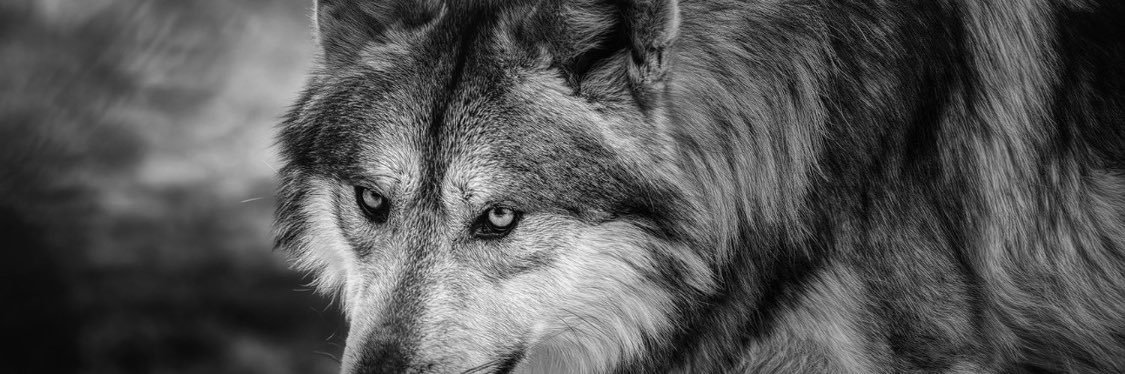 Litecoinstorage's profile banner image