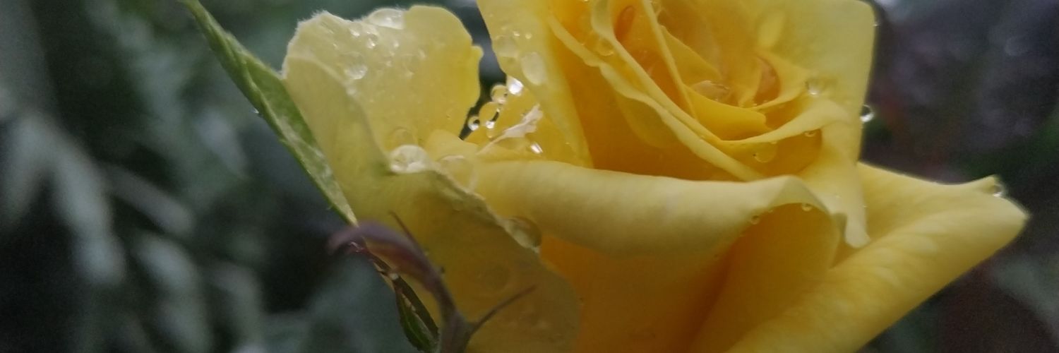 wietscaem's profile banner image