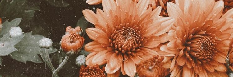 Krystal Dawn banner
