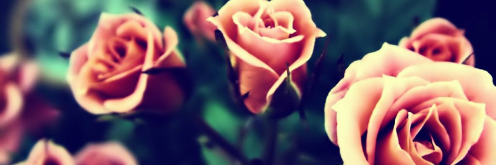 macaromanl's profile banner image